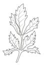 Contour drawing, lovage plant icon